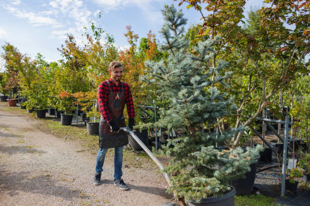 How Our Tree Care Process Works  in  Gold Bar, WA